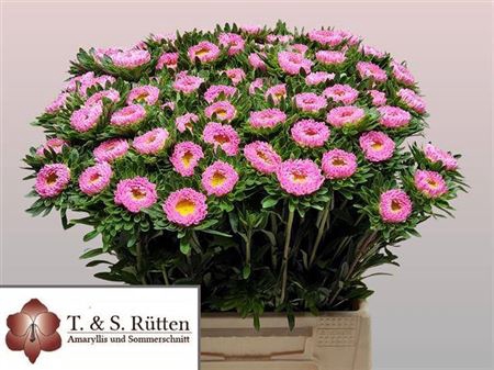 <h4>Callis Mats Pink</h4>