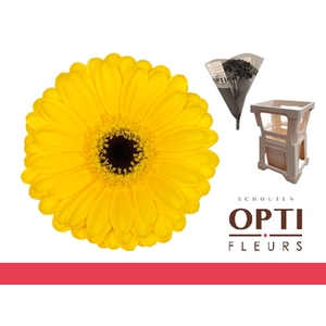 Germini Pacman Water