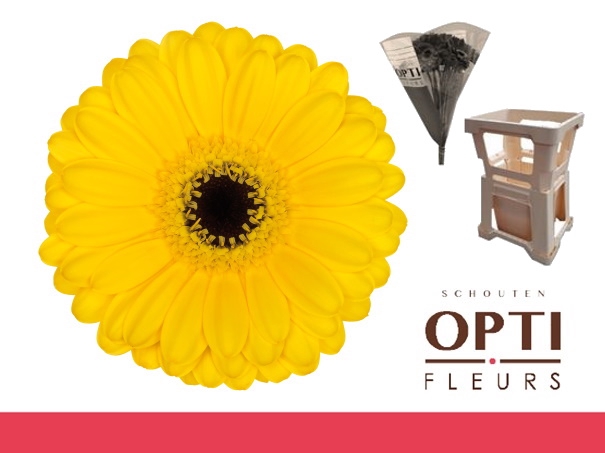 <h4>Germini Pacman Water</h4>