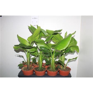 Strelitzia Nicolai