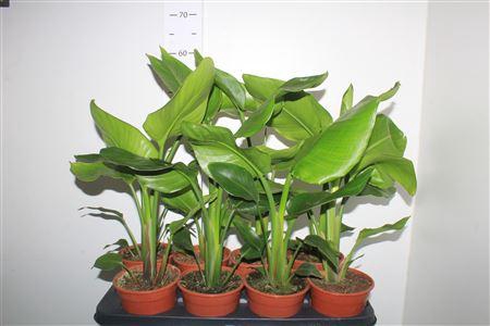 <h4>Strelitzia Nicolai</h4>