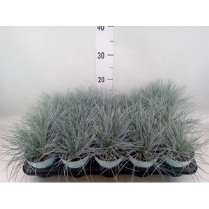 Festuca glauca 'Compacta Blue'