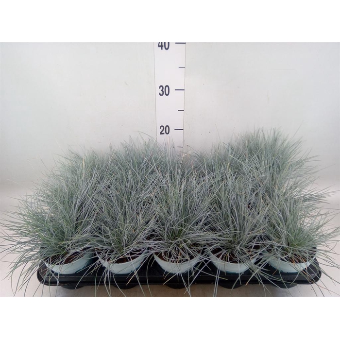 <h4>Festuca glauca 'Compacta Blue'</h4>