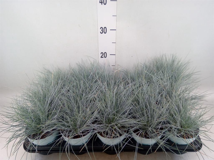 Festuca glauca 'Compacta Blue'