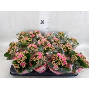 Kalanchoe blos. 'Calandiva Weaver'