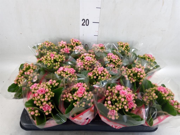 <h4>Kalanchoe blos. 'Calandiva Weaver'</h4>