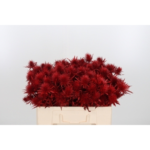 Eryn Orion Kl Bh Rood