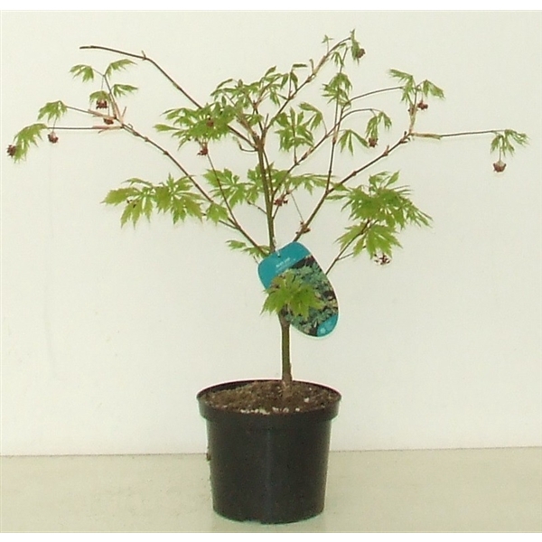 <h4>Acer japonicum 'Aconitifolium' P23</h4>