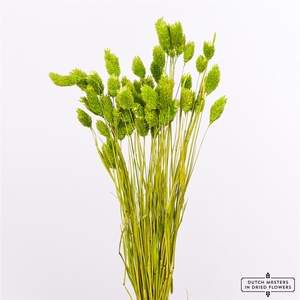 Dried Phalaris 100gr Apple Green Bunch