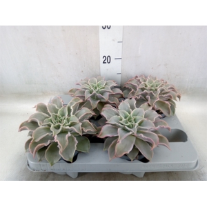 Echeveria   ...