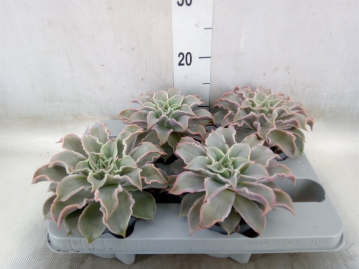 <h4>Echeveria   ...</h4>