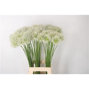 Allium Mount Everest