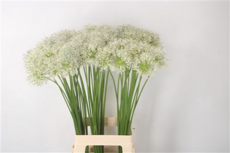 <h4>Allium Mount Everest</h4>