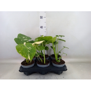 Monstera delic. 'Thai Constellatio'