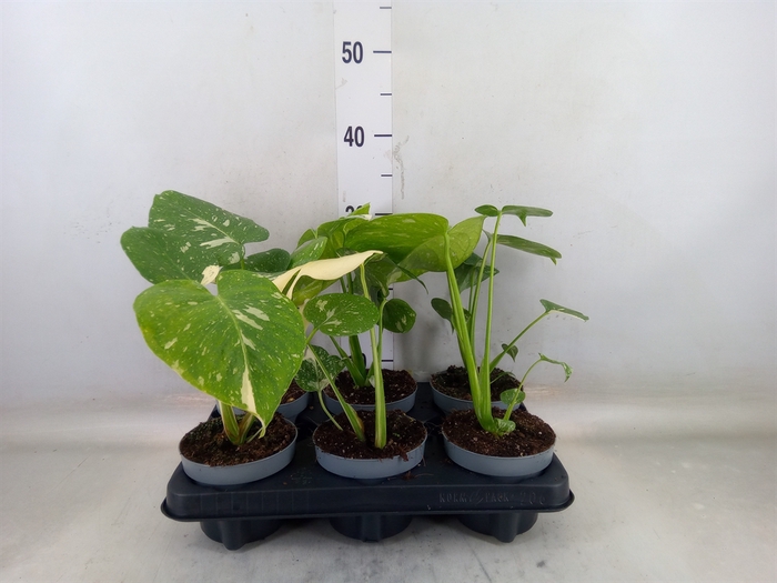 <h4>Monstera delic. 'Thai Constellatio'</h4>
