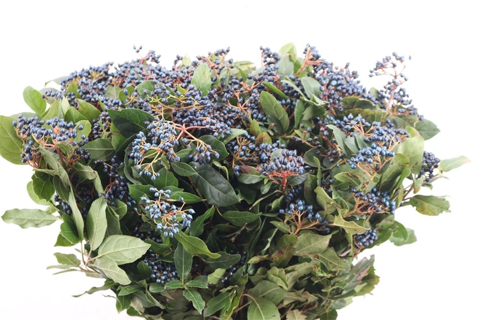 <h4>Vib Berry Blue P Bunch</h4>