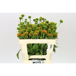 Echinacea Purpurea