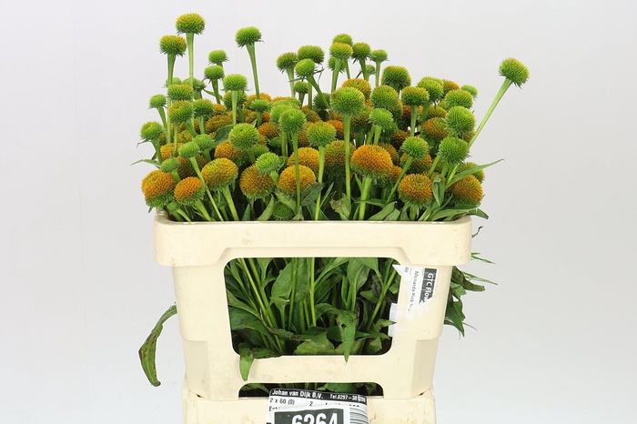 <h4>Echinacea Purpurea</h4>