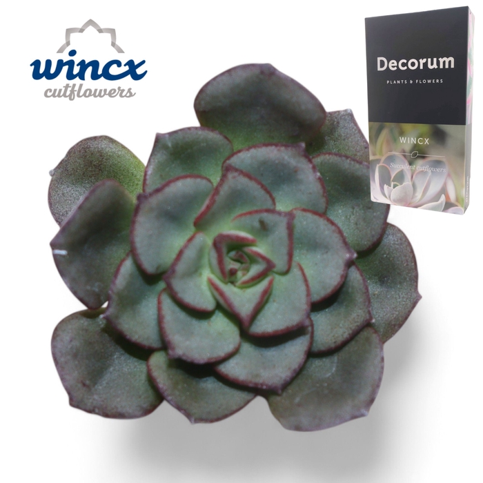 <h4>Echeveria Moranii Cutflower Wincx-5cm</h4>