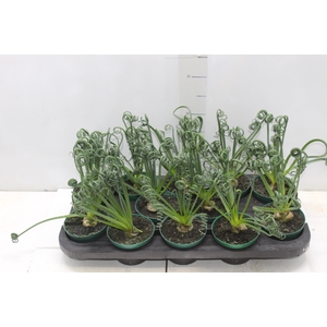 ALBUCA SPIRALIS P11 SEM FLOR