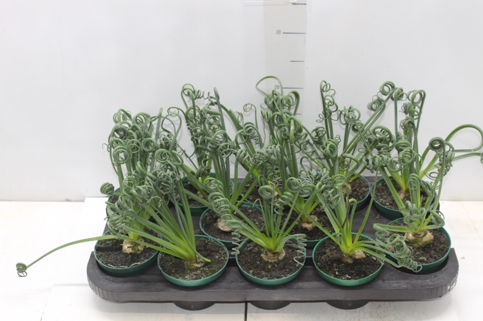 <h4>ALBUCA SPIRALIS P11 SEM FLOR</h4>