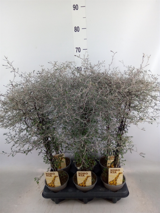 <h4>Corokia cotoneaster</h4>