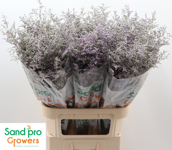 <h4>Limonium 'Misty Blue'</h4>