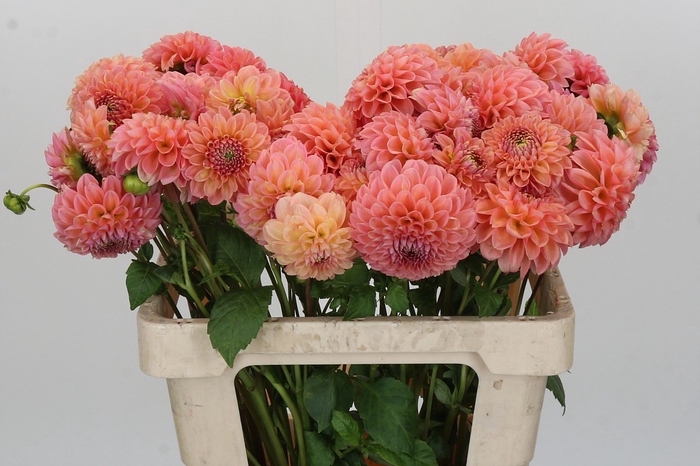 <h4>Dahlia Linda's Baby</h4>