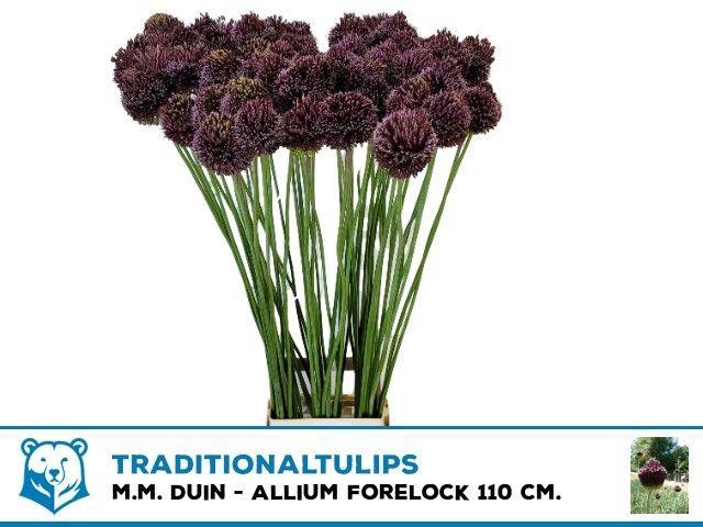 <h4>ALLIUM FORELOCK</h4>