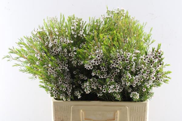 <h4>Chame Un Snow Flake</h4>