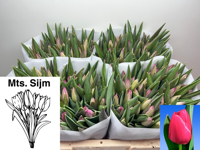 <h4>TU EN PINK ARDOUR</h4>