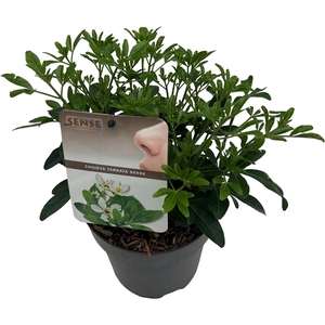 Choisya ternata sense