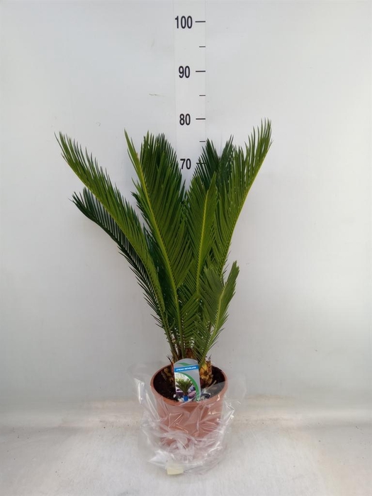 <h4>Cycas revoluta</h4>