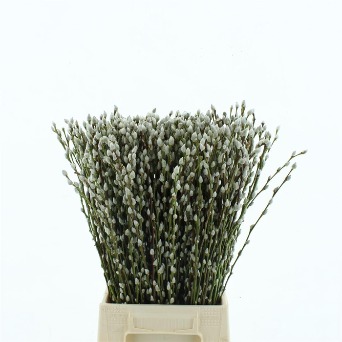 Salix Caprea 'snow Flake' (ch) Fresh!