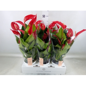 Anthurium  'Banderola Roja'