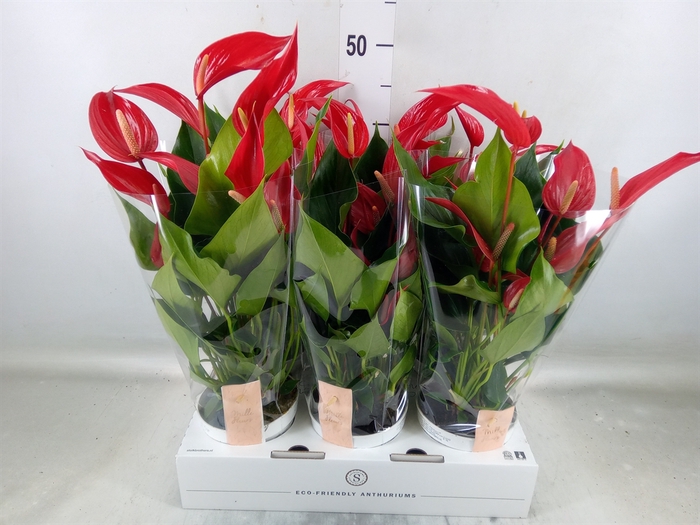 <h4>Anthurium  'Banderola Roja'</h4>
