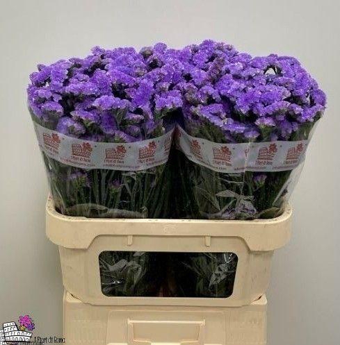 <h4>LIM S MARTIN BLUE</h4>