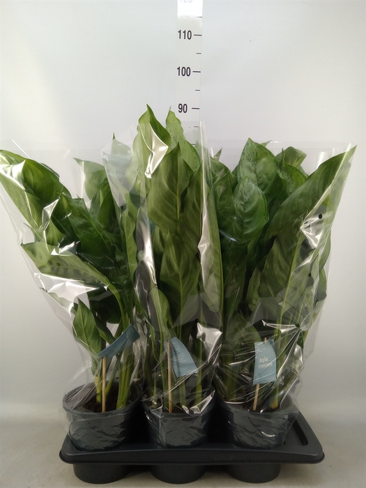 <h4>Aglaonema  'B.J. Freedman'</h4>