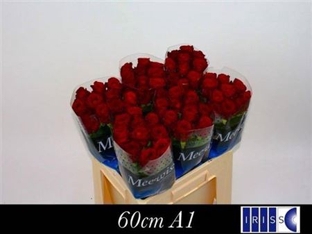 <h4>R Gr Red Naomi!</h4>