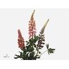 LUPINUS