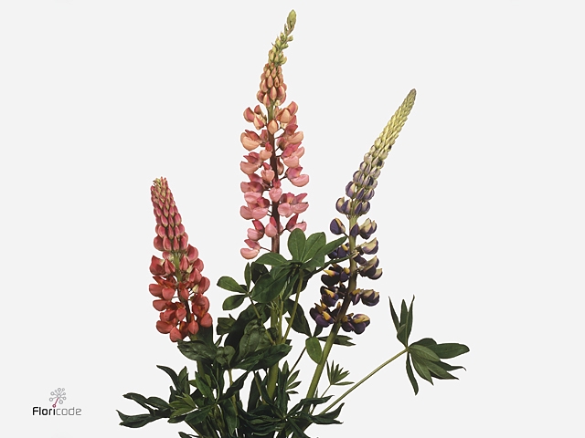 LUPINUS