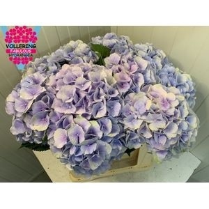 <h4>HYDR M CH VERENA BL</h4>
