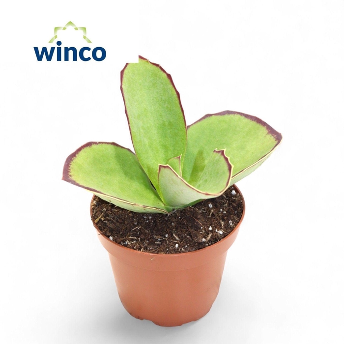 <h4>KALANCHOE TOMENTOSA</h4>