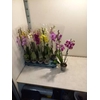 PHAL MIX 2 TAK 60CM