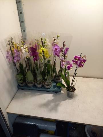 PHAL MIX 2 TAK 60CM