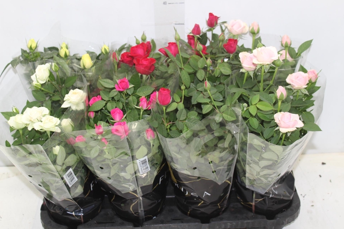 <h4>ROSEIRA MINI P13</h4>