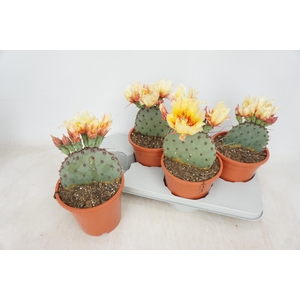 OPUNTIA AZURE