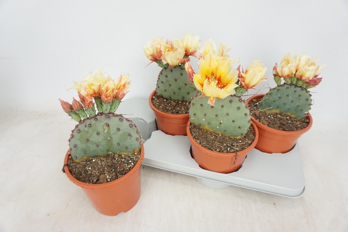 <h4>OPUNTIA AZURE</h4>