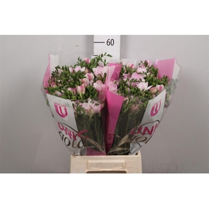 Fr Du Honeymoon (op Kleur!)