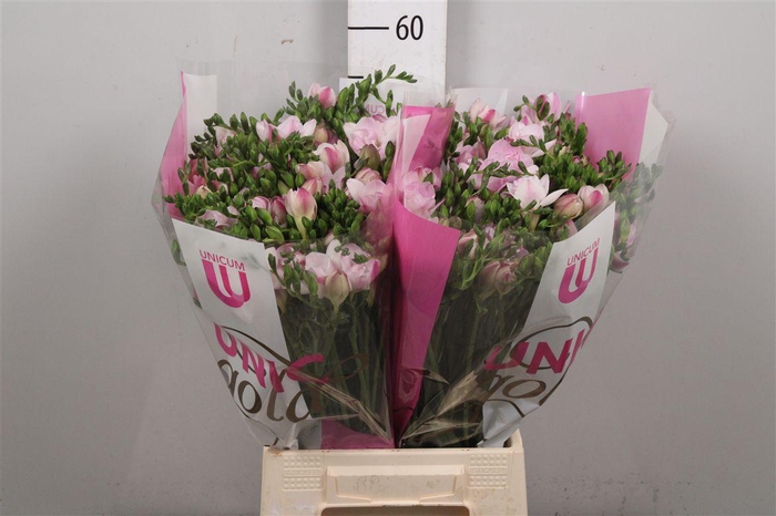 <h4>Fr Du Honeymoon (op Kleur!)</h4>